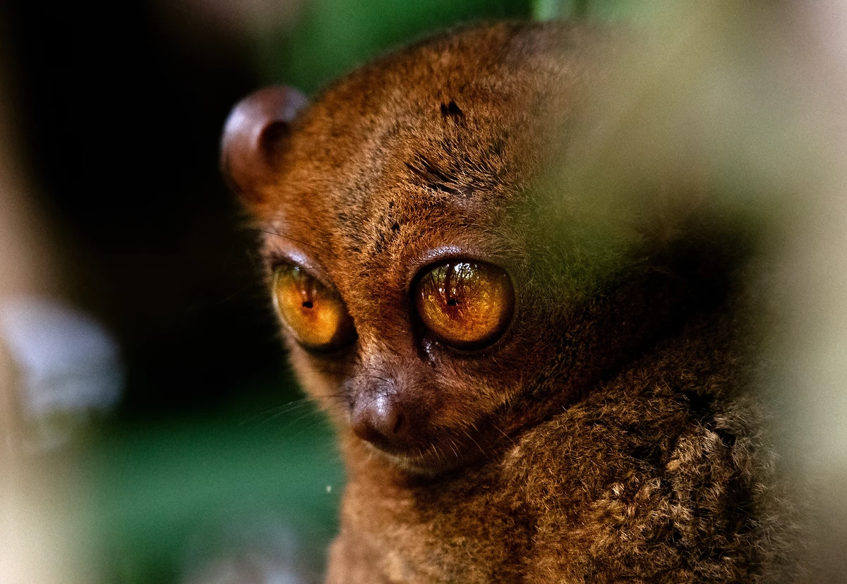 Tarsier, Bohol, Philippines