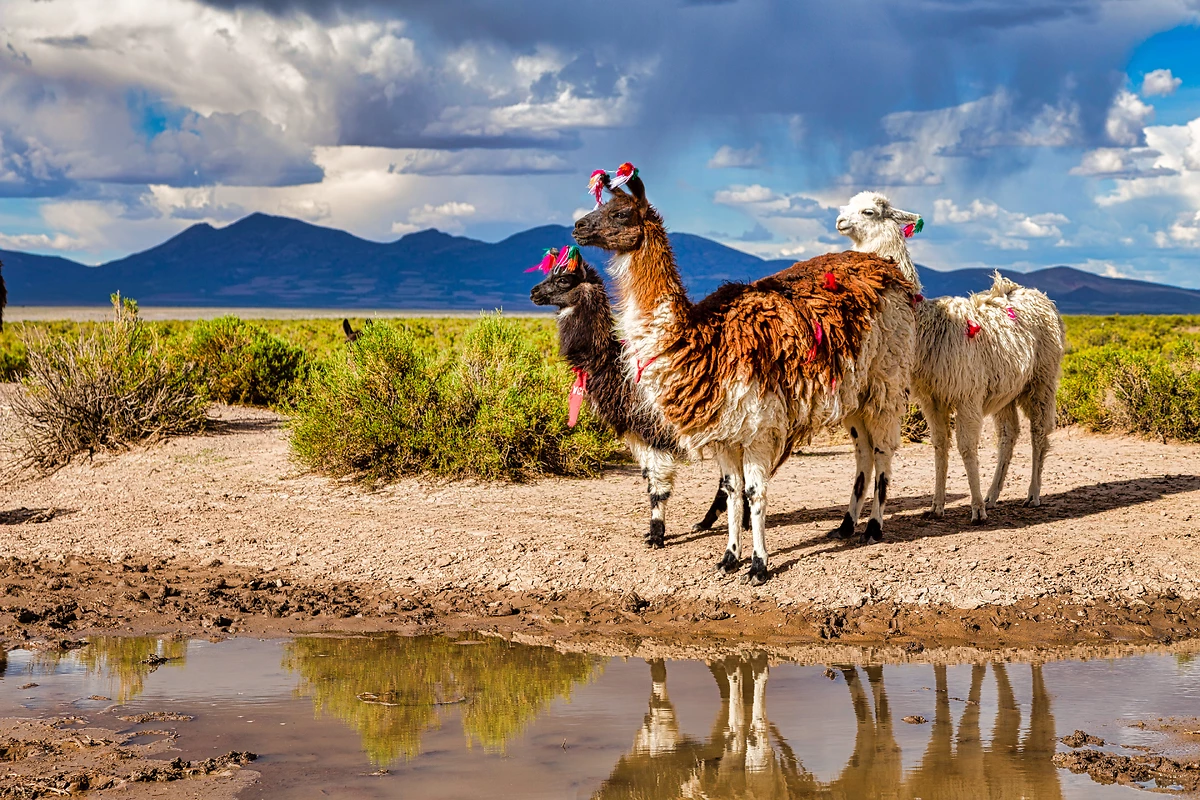 Lama glama, Andes, Équateur