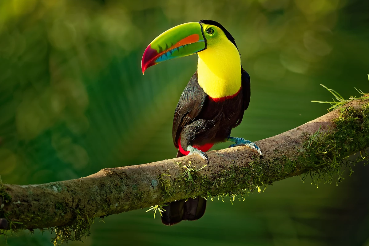Toucan, Belize