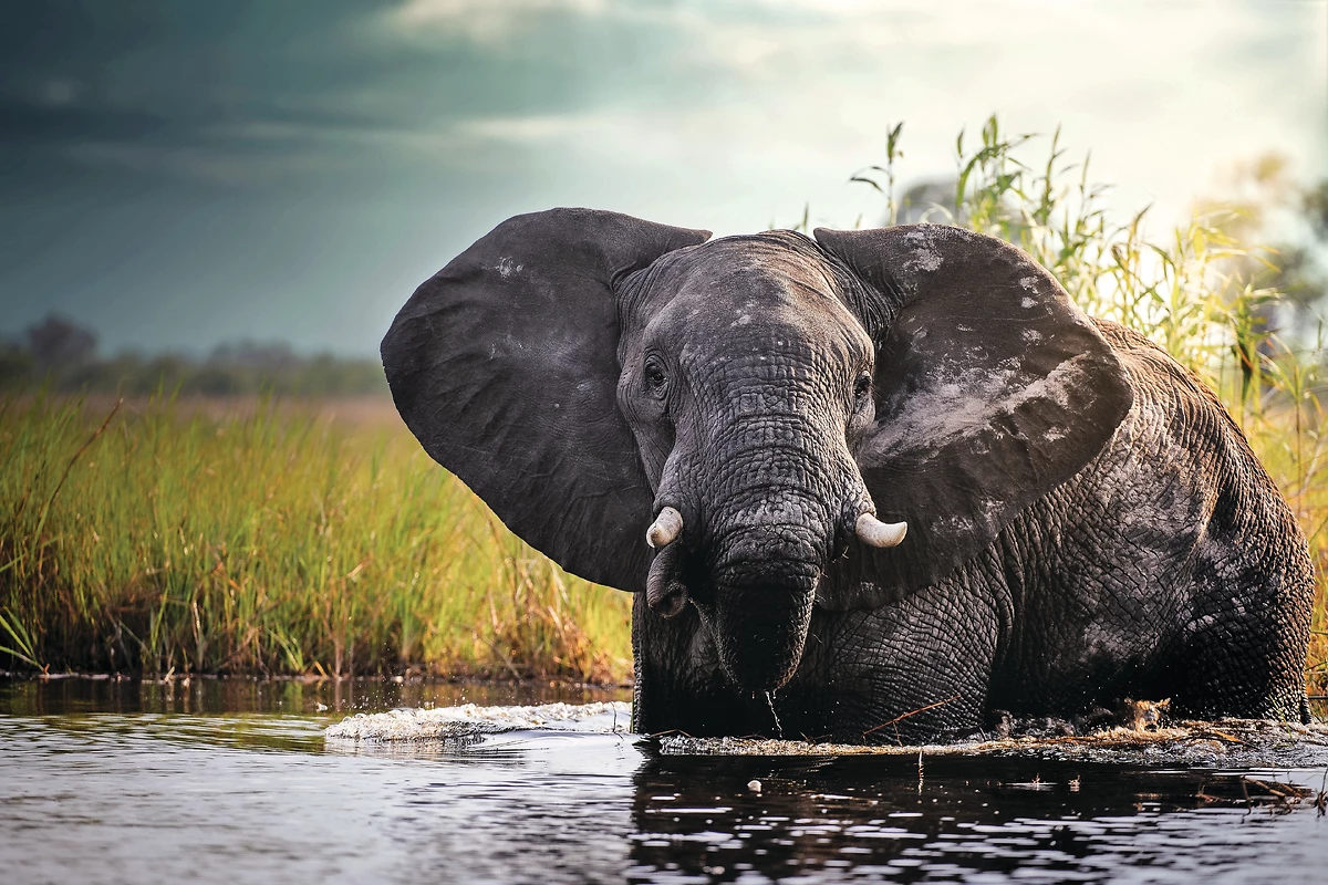 Eléphant, delta de l'Okavango, Botswana