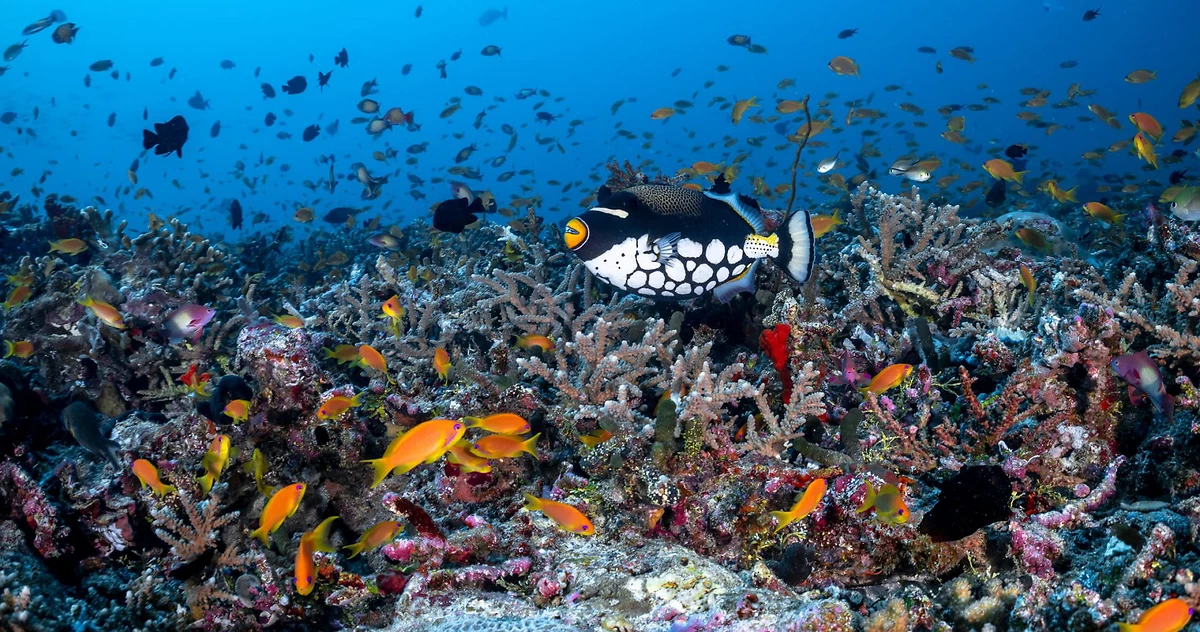 Fonds marins, COMO Maalifushi