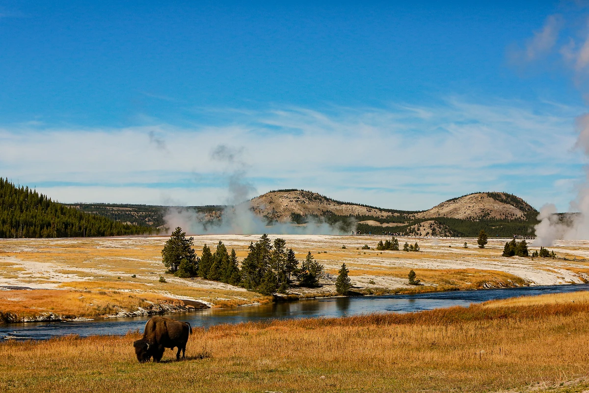 Bison, Yellowstone National Park