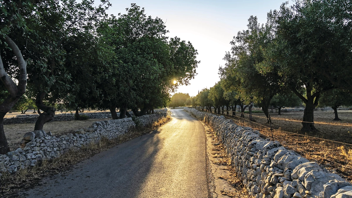 Route à travers un verger, Sicile