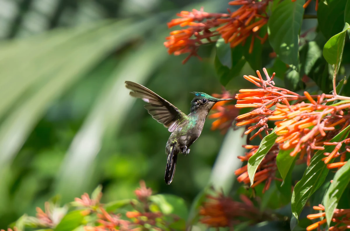 Colibri, Soufrière, Sainte-Lucie