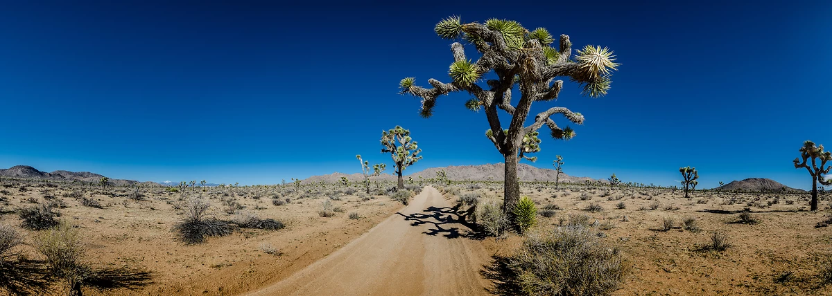 Joshua Tree, Californie