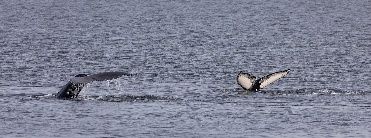 Baleine à Tadoussac
