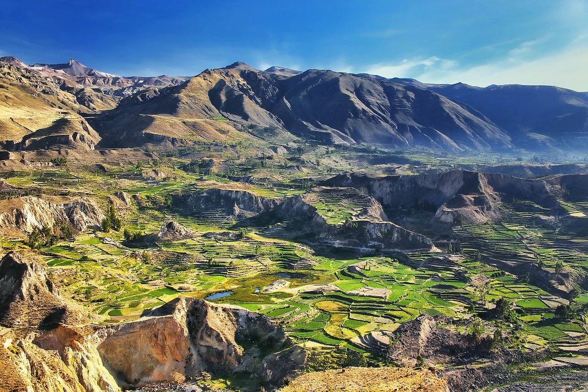 Terrasses agricoles, canyon de Colca, Pérou