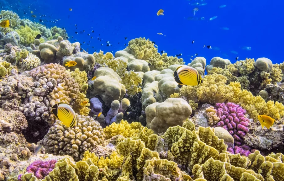 extension à El Gouna