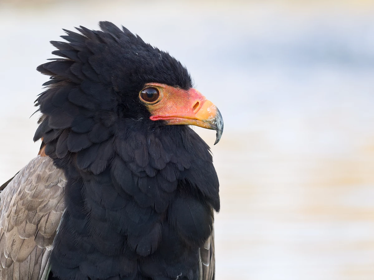 Oiseau bateleur des savanes, Zimbabwe
