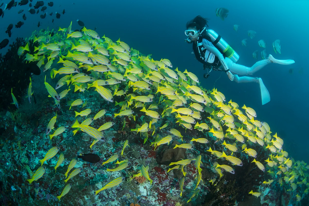 Plongée sous-marine, Alila Kothaifaru Maldives