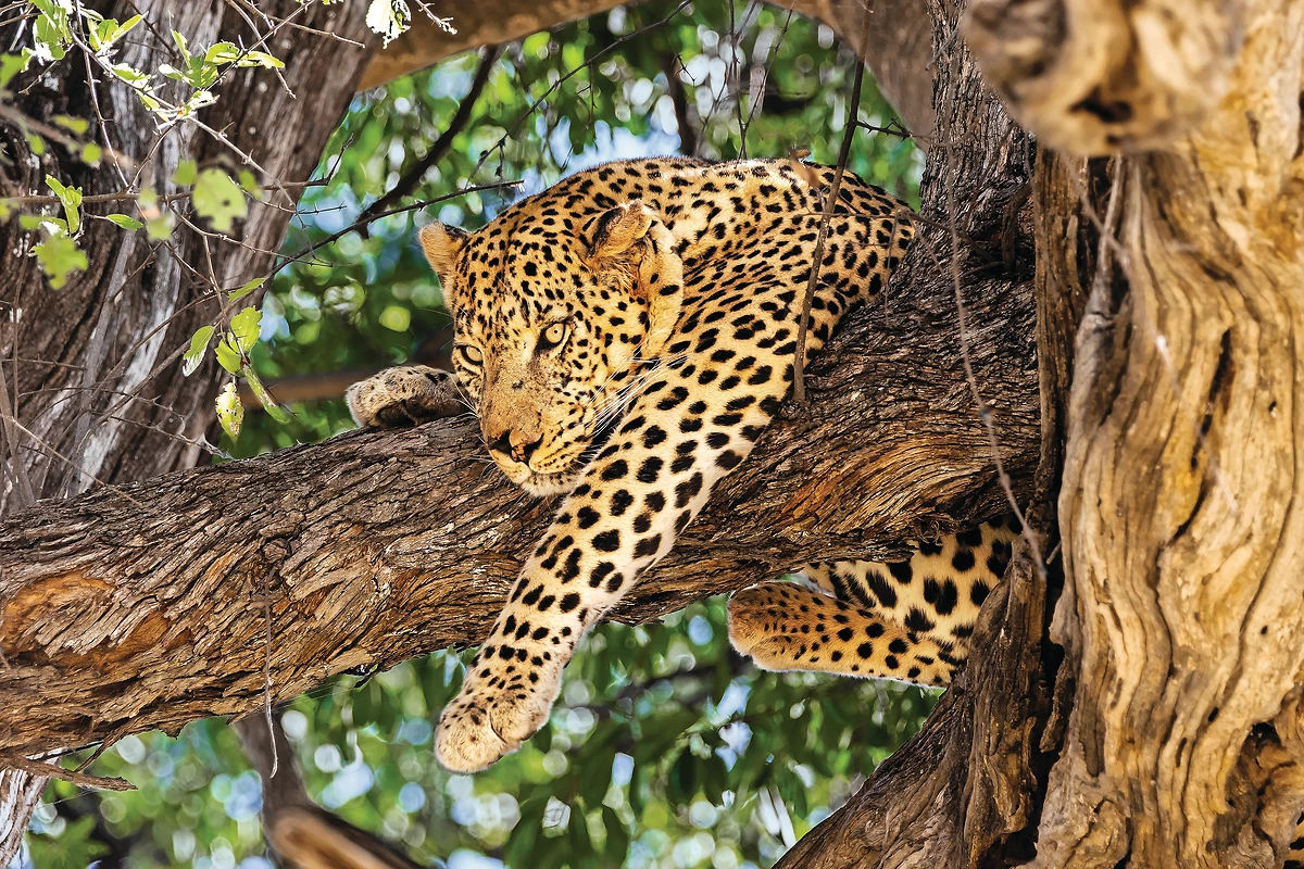 Léopard, réserve de Moremi, Botswana