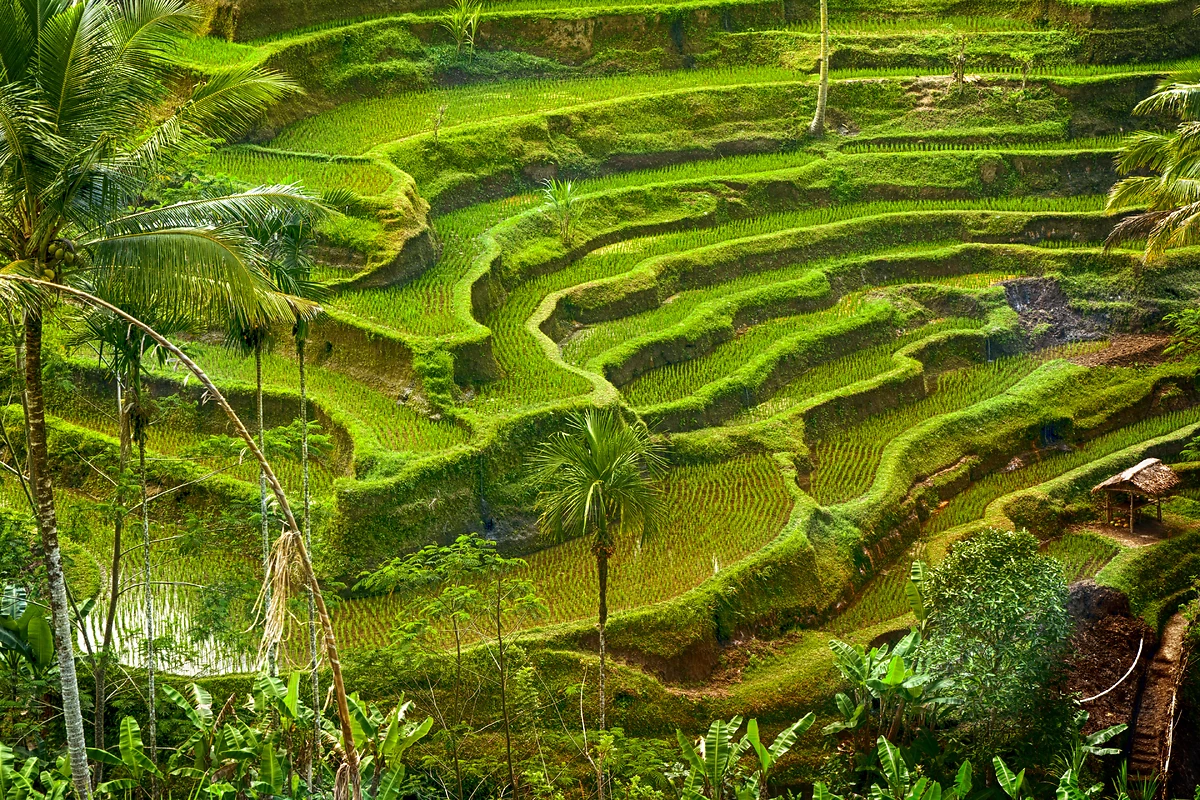 Rizières en terrasse, Indonésie