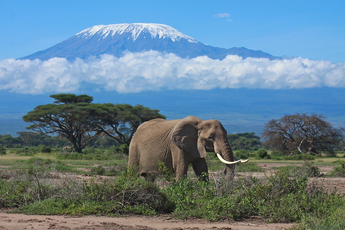 Éléphant et mont Kilimandjaro, Tanzanie
