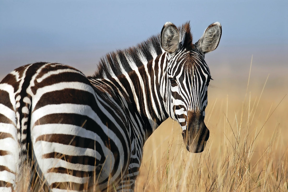 Zèbre, parc national du Masai, Kenya