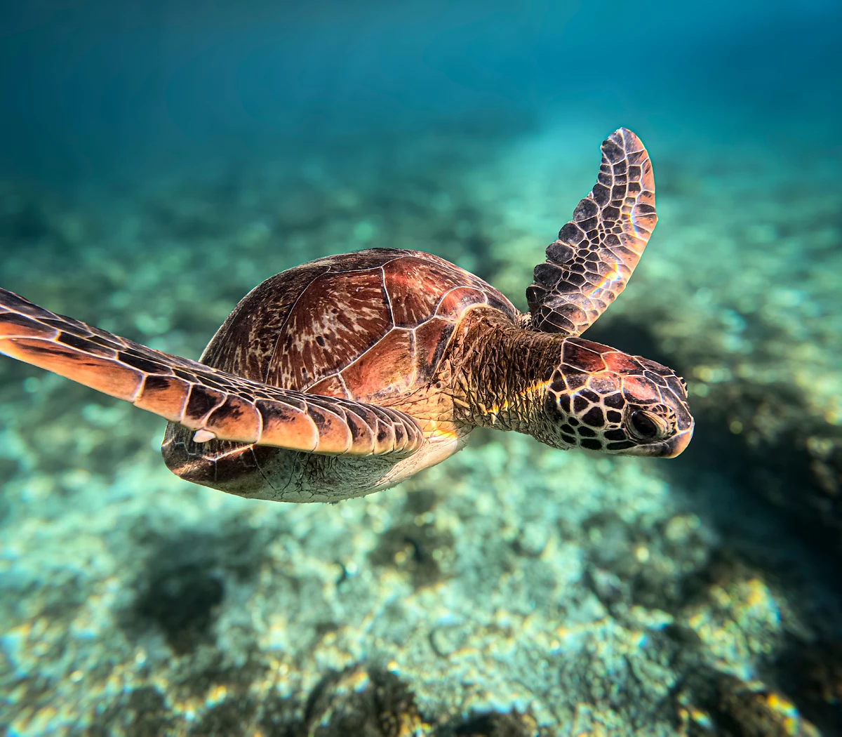 Tortue de mer, Apo, Philippines