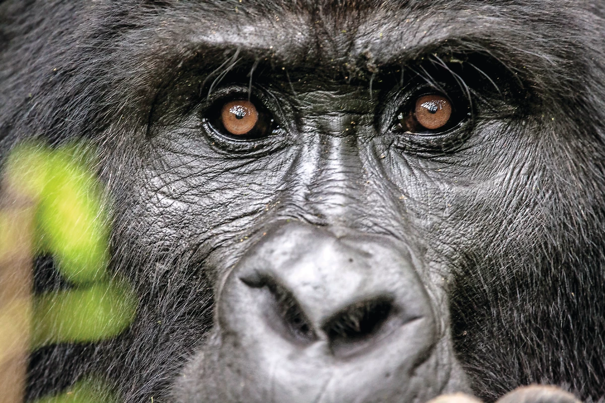 Rwanda : Couleur Rwanda