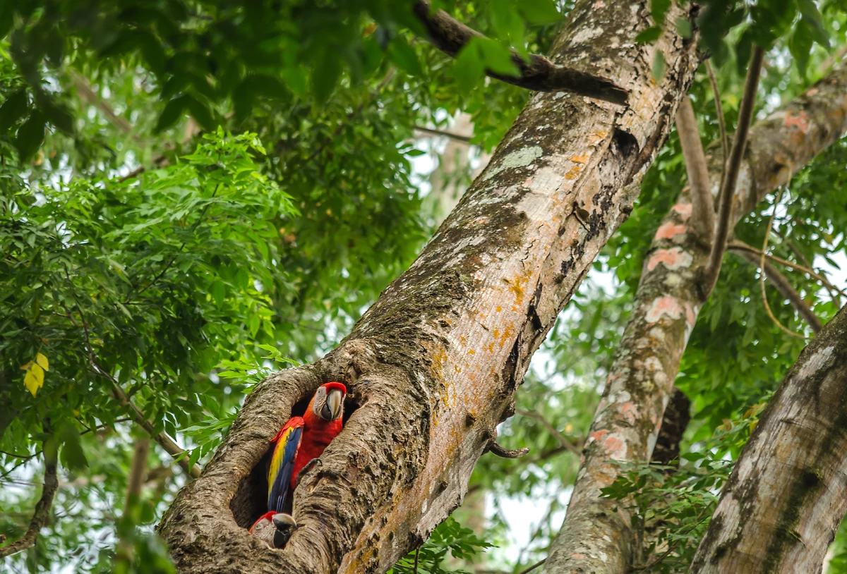 Ara, Forêt, Puerto Jimenez, Péninsule d'Osa, Costa Rica