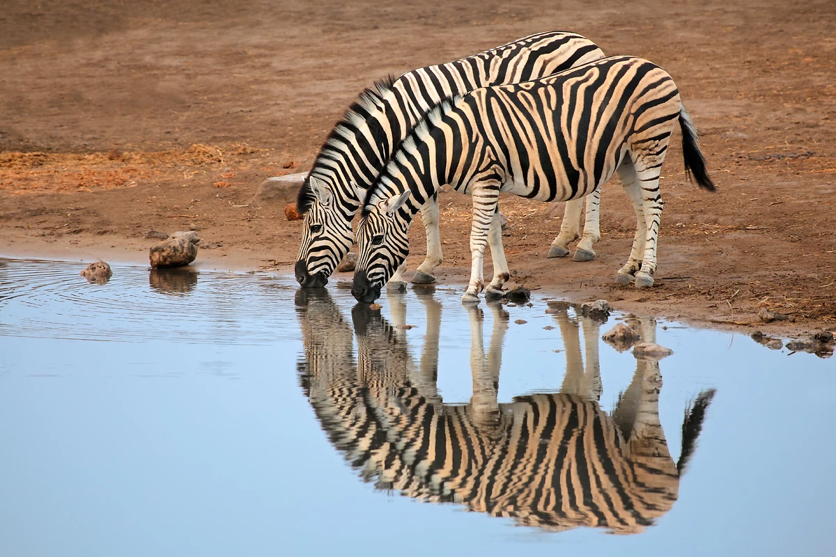 Zèbres, Parc Etosha, Namibie