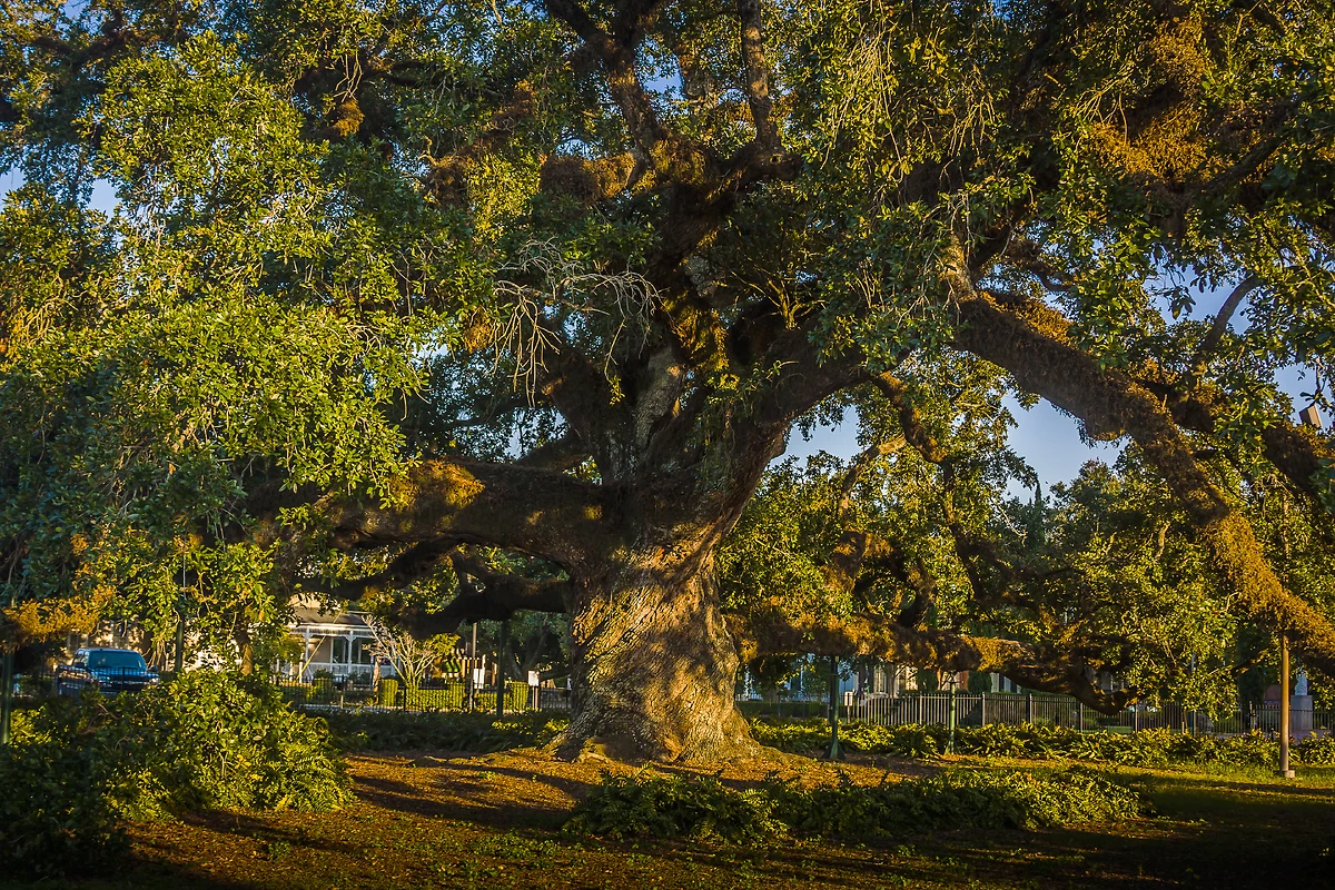 Le vieux chêne de Lafayette, Louisiane