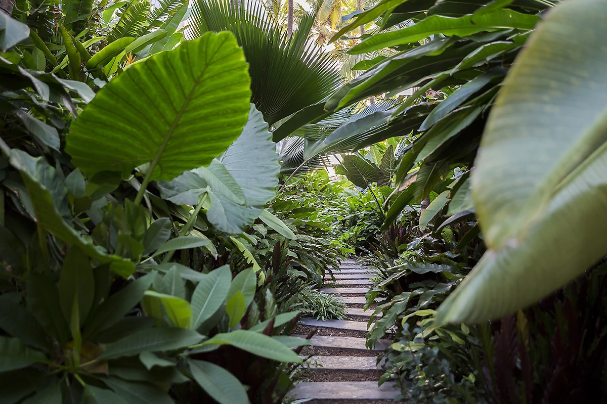 Jardin, Ness By D-Ocean, Ile de la Réunion