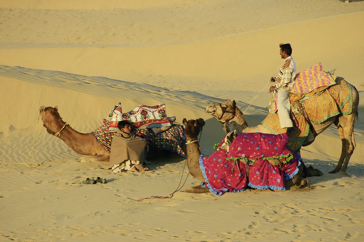 Chameaux dans le désert, Jaisalmer, Inde