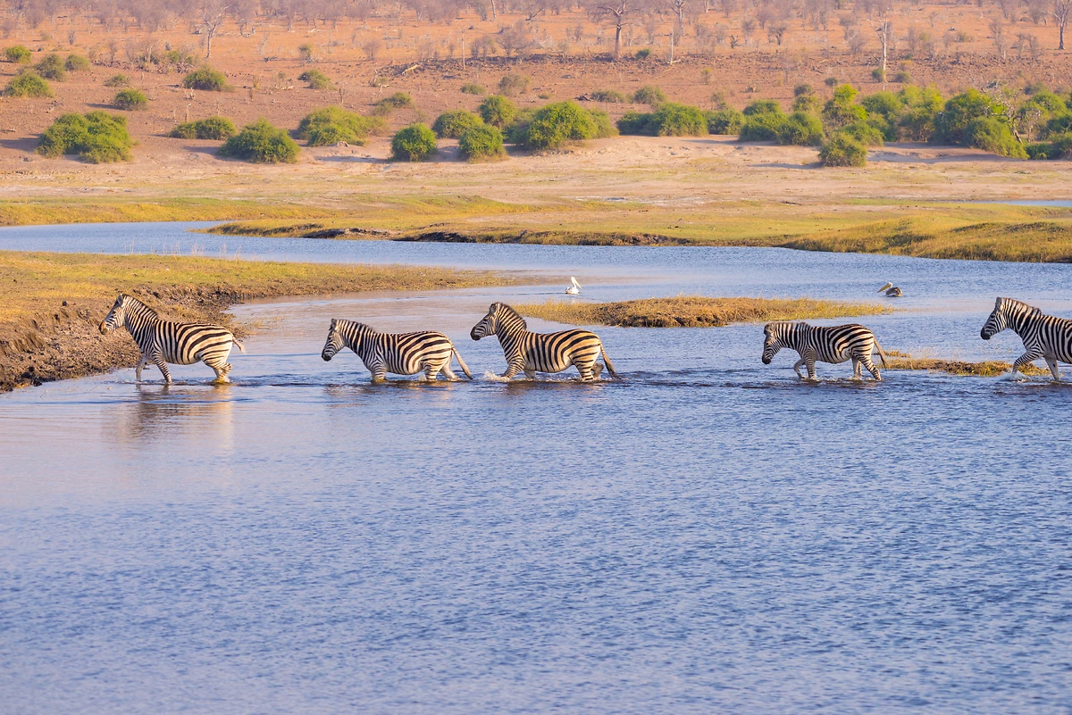 Zebres, Rivière Chobe, Botswana