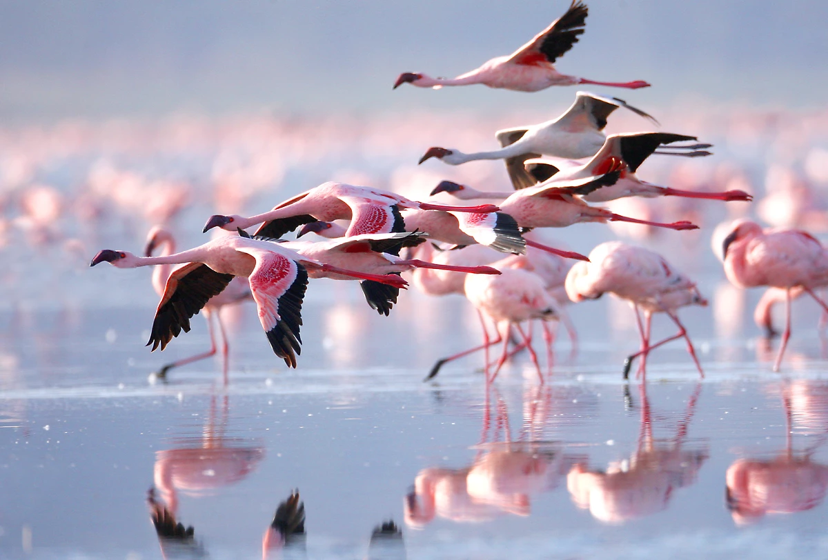 Flamants Rose, Lac Nakuru, Kenya
