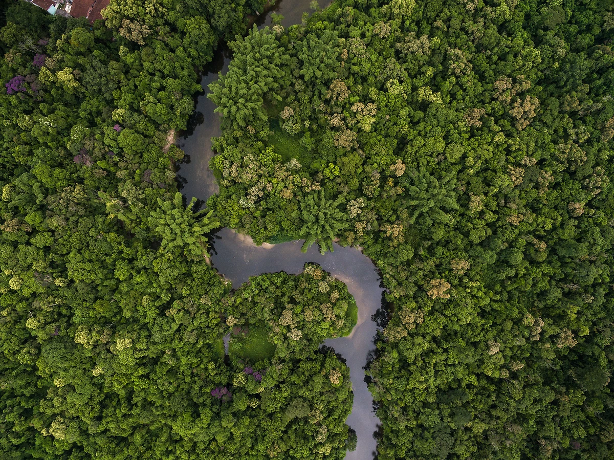 Vue aérienne de la forêt amazonienne, Colombie