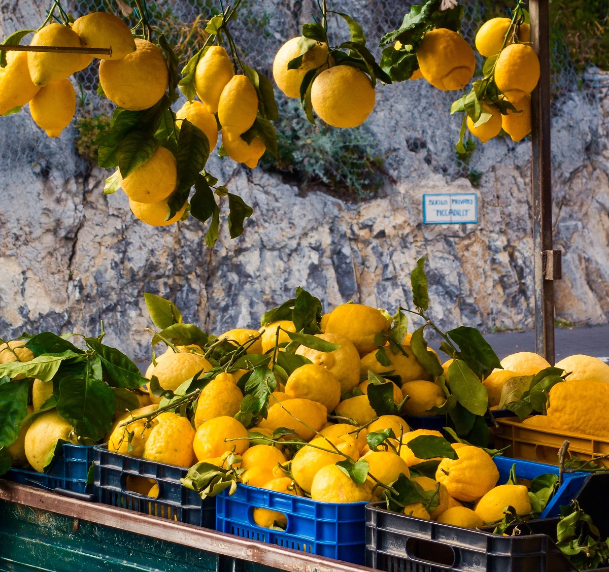 Citrons, Côte amalfitaine, Italie