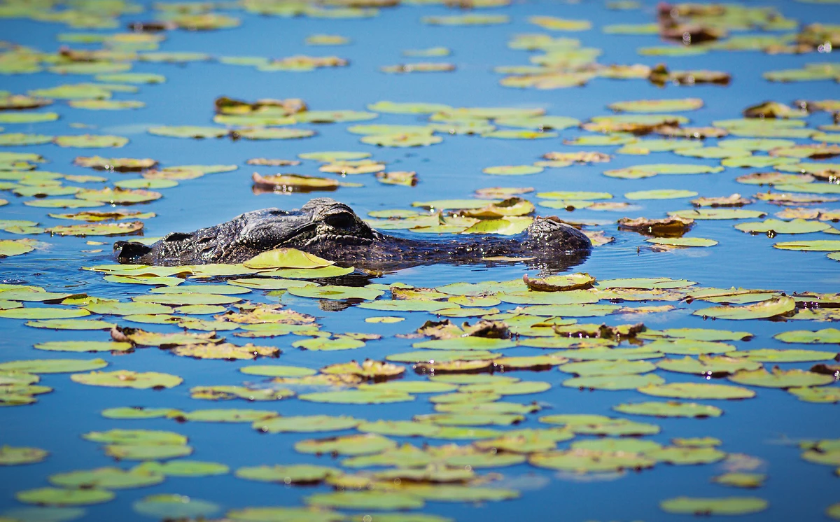 Alligator, Everglades, Floride, Etats-Unis