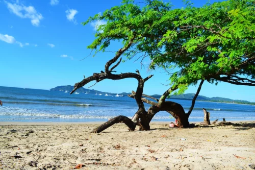 Occidental Tamarindo