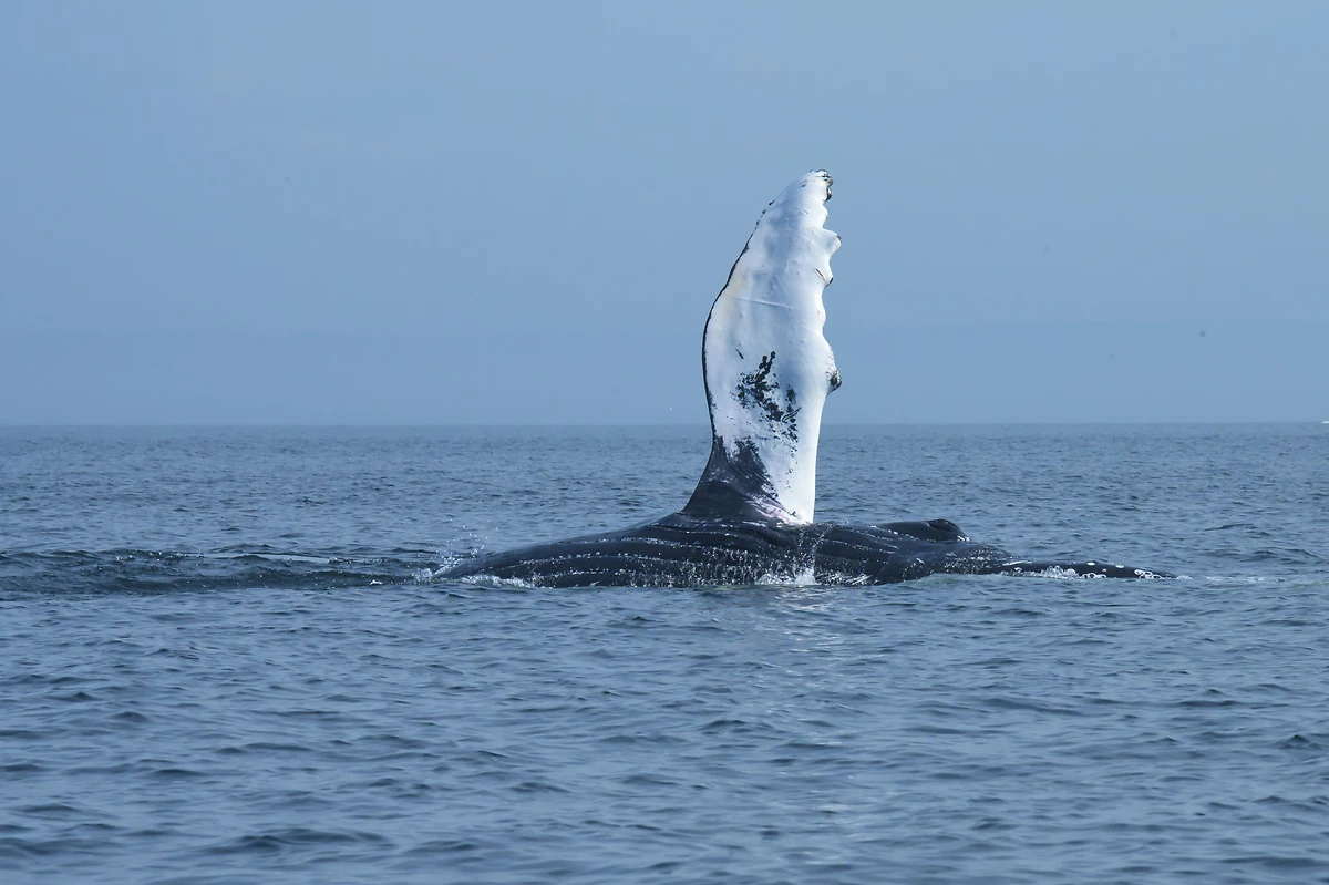 Observation des baleines, Tadoussac, Québec