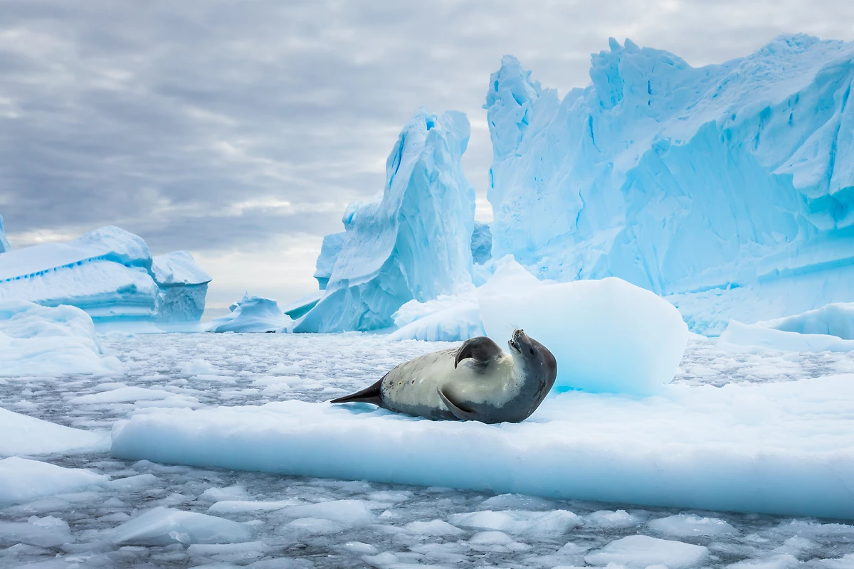 Phoque crabier et banquise, Antarctique