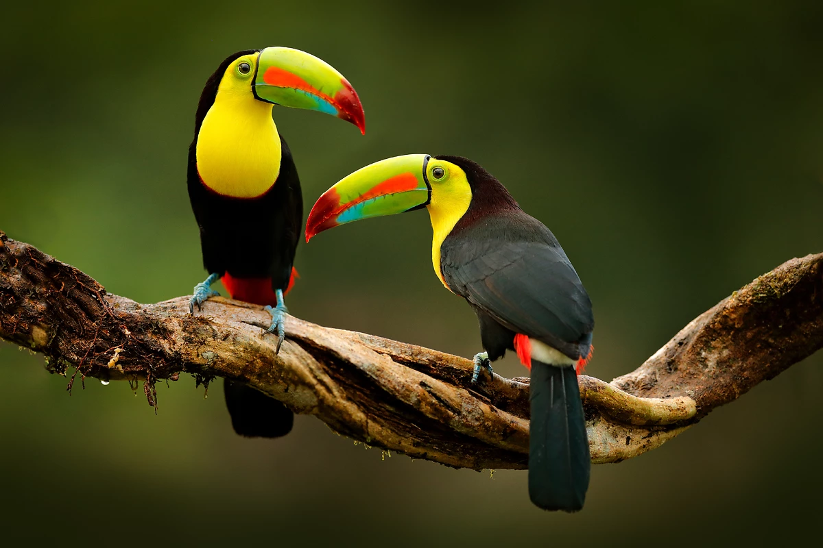 Toucans, Costa Rica