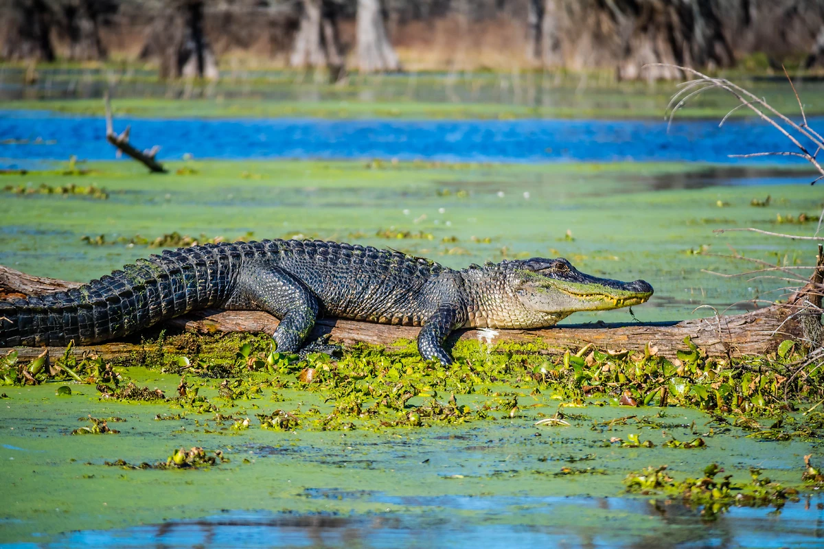 Crocodile, Abbeville, Louisiane