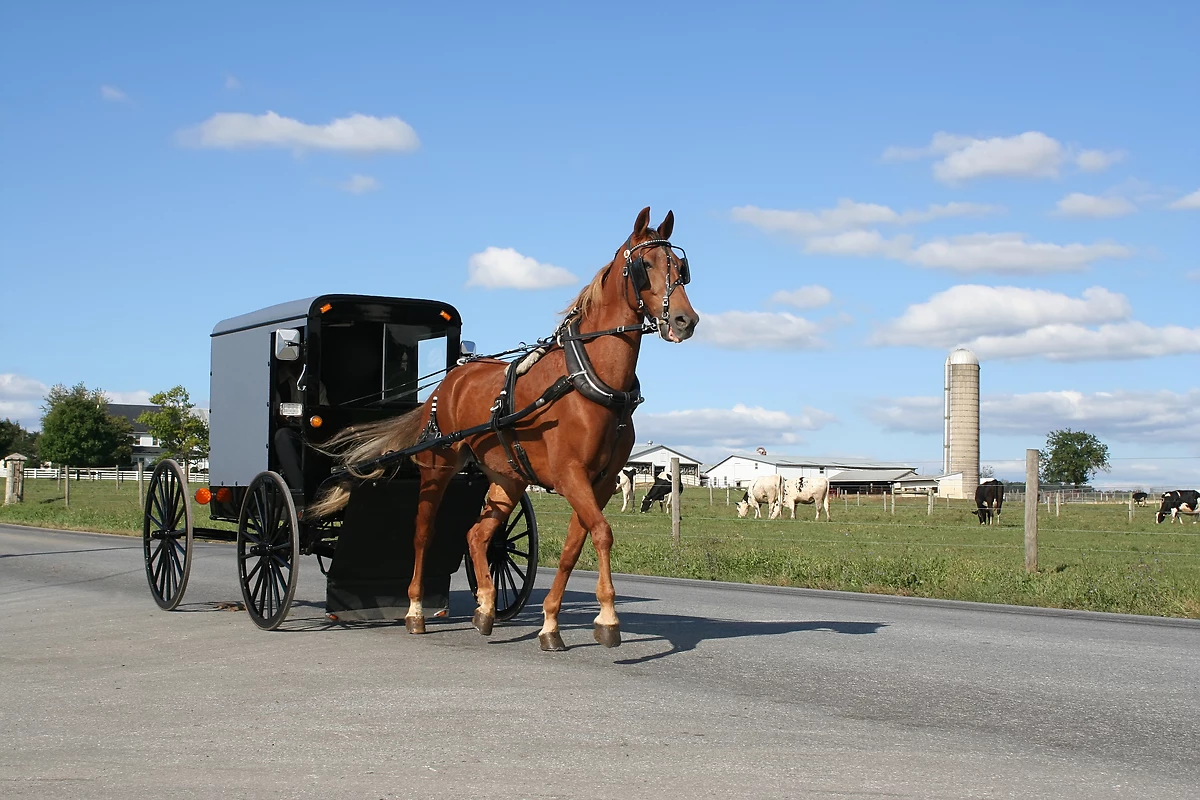 Buggy Amish, Pennsylvanie, Etats-Unis