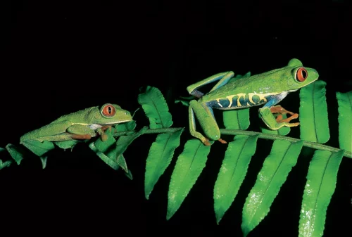 Extension au Parc de Tortuguero