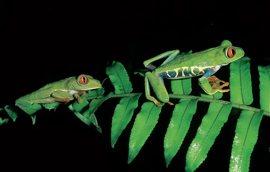 Extension au Parc de Tortuguero