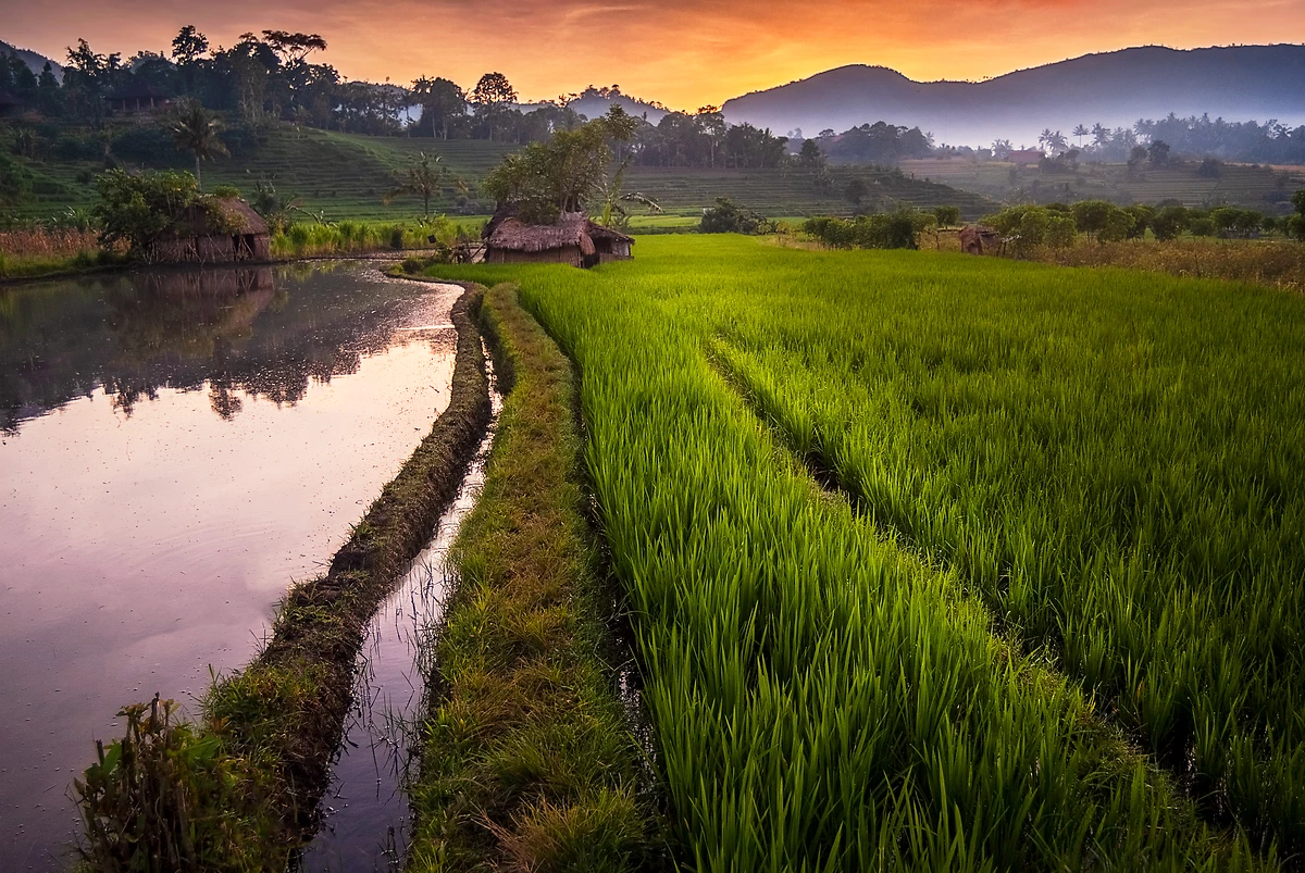 Coucher de soleil sur les rizières, Sidemen, Bali, Indonésie