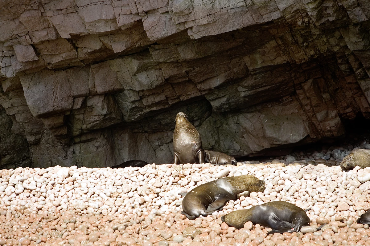 Iles Ballestas, Pérou