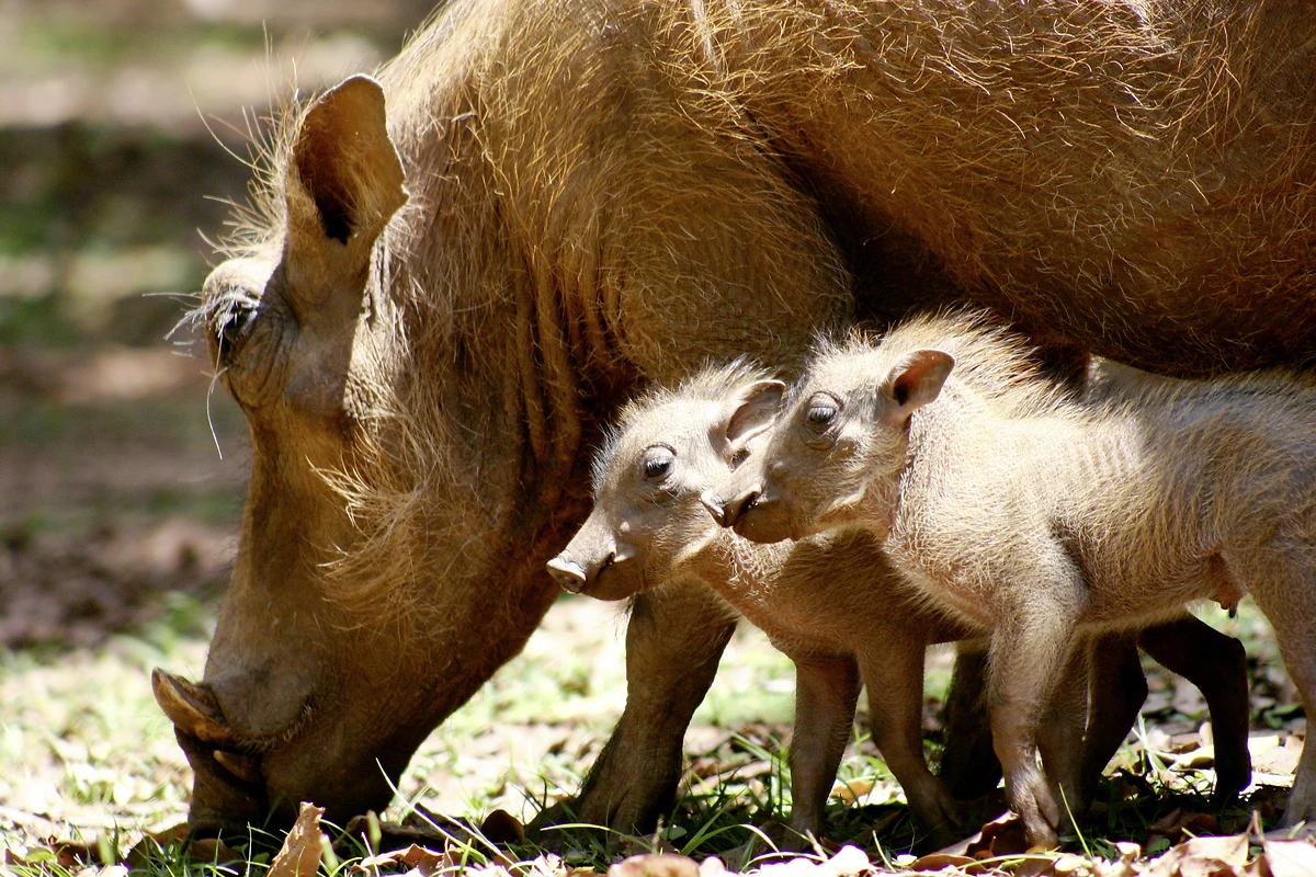Phacochère et ses petits, Swaziland