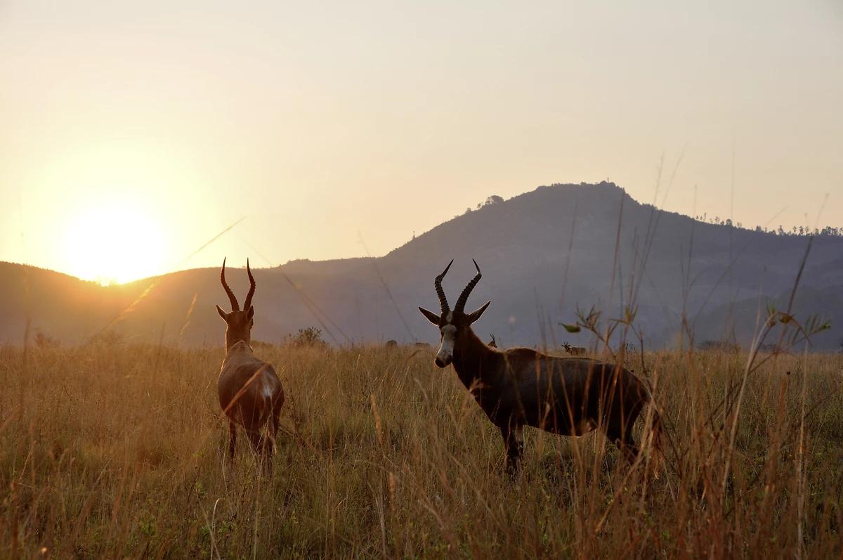 Sassabies, Swaziland
