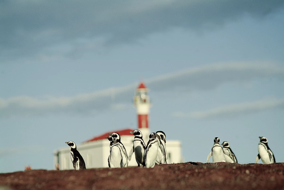 Pingouin, Magdalena Island, Chili