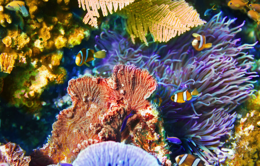 Récif de corail et poisson lune. Fidji