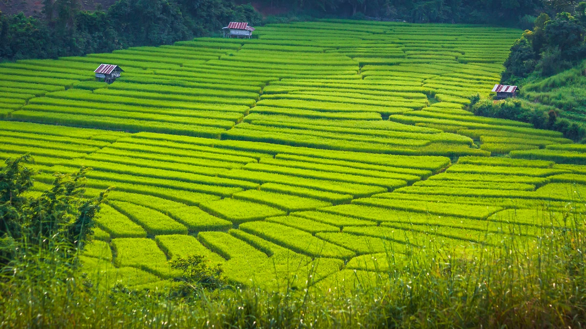 Rizières, Chiang Mai , Thailande