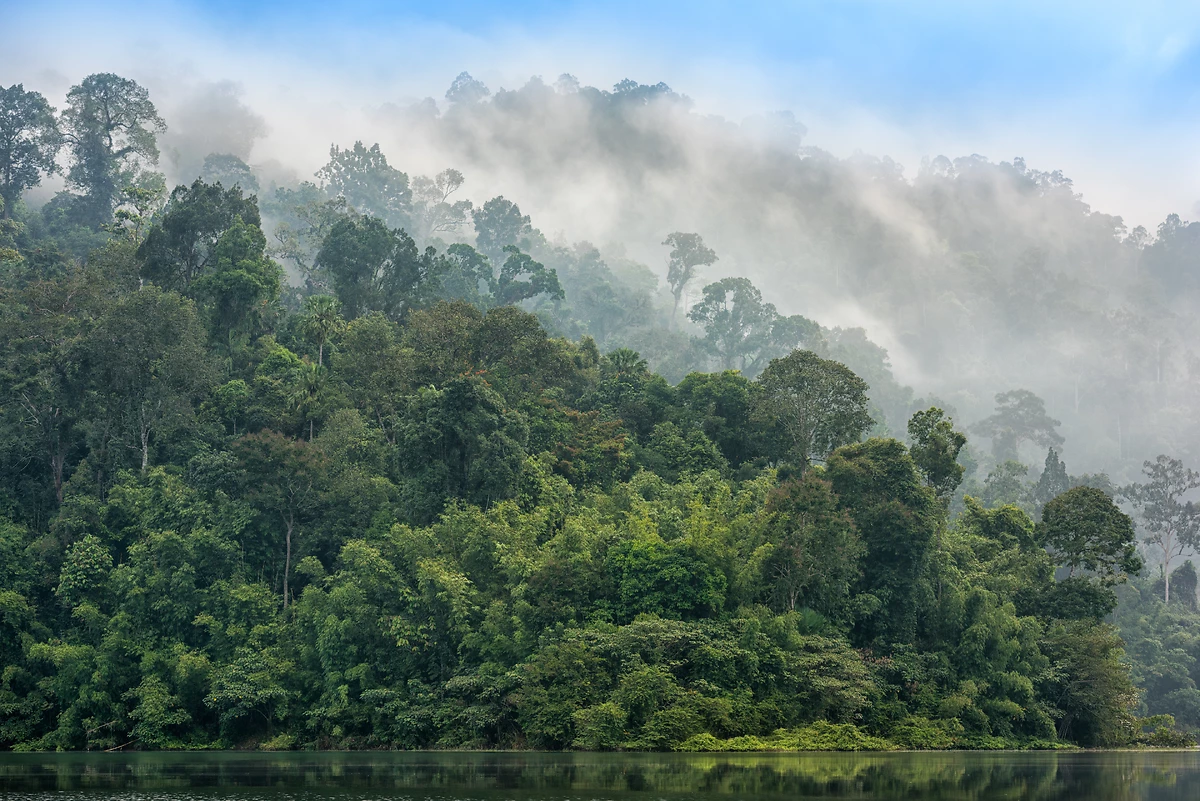 Forêt humide, Parc national de Khao Sok, Thaïlande