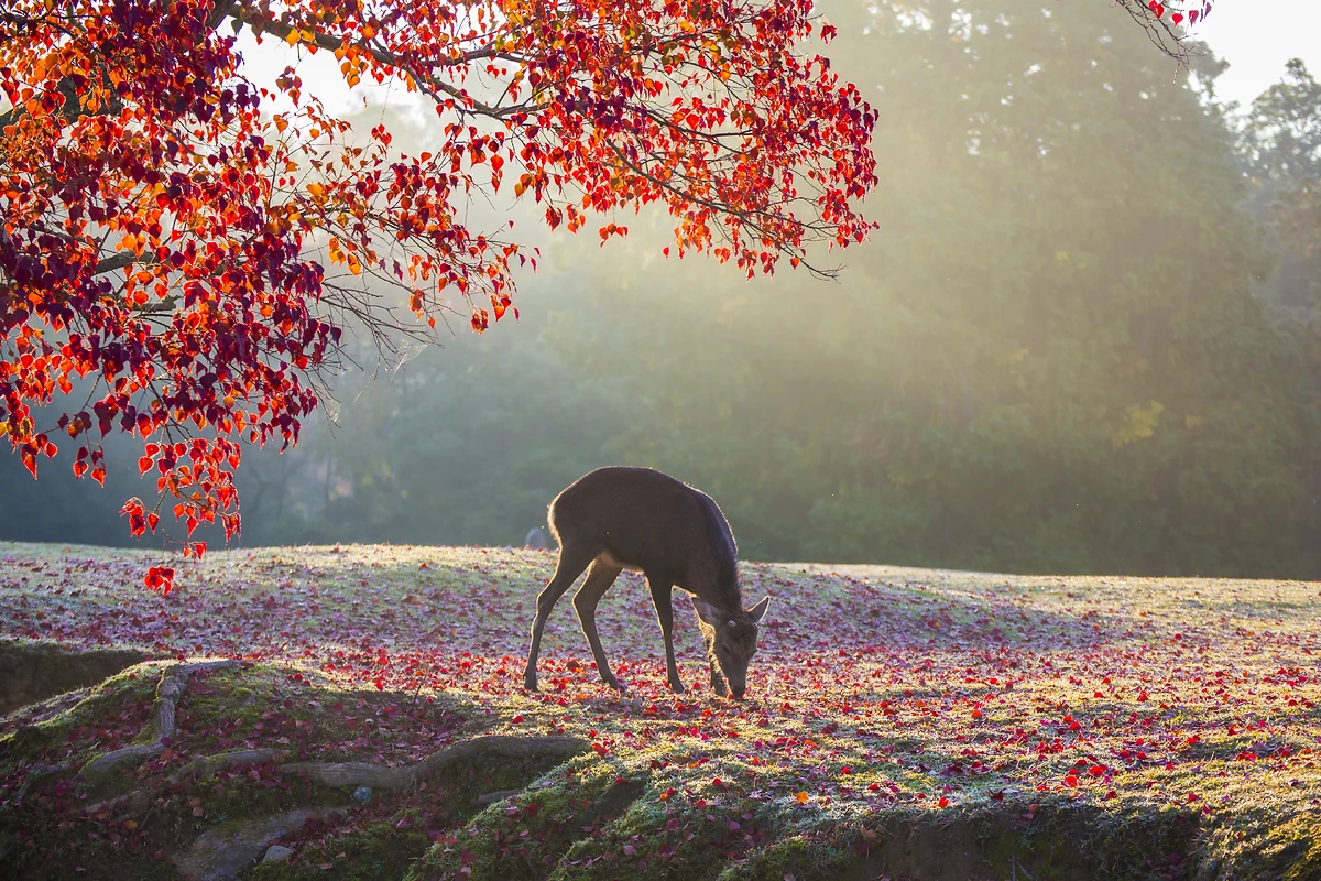 Cerf dans le parc de Nara