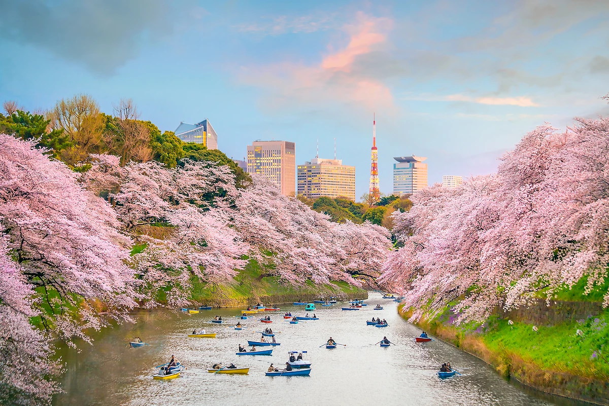 Le parc Chidorigafuchi à Tokyo pendant la saison des cerisiers en fleurs