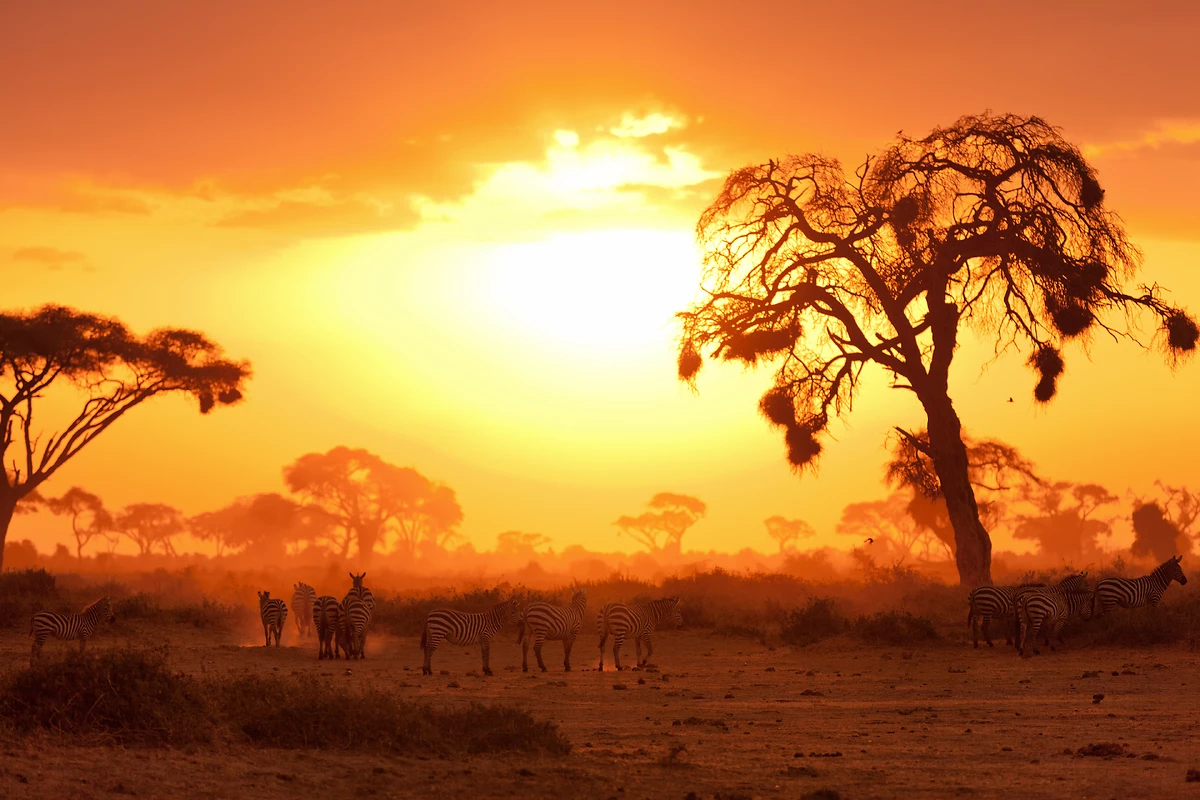 Zèbres au coucher du soleil, Masai Mara, Kenya