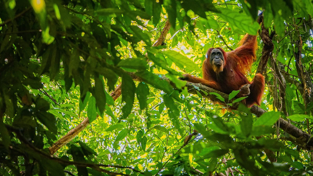 Indonésie : Sumatra